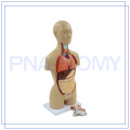 PNT-0322 Torso feminino de equipamentos médicos para uso médico